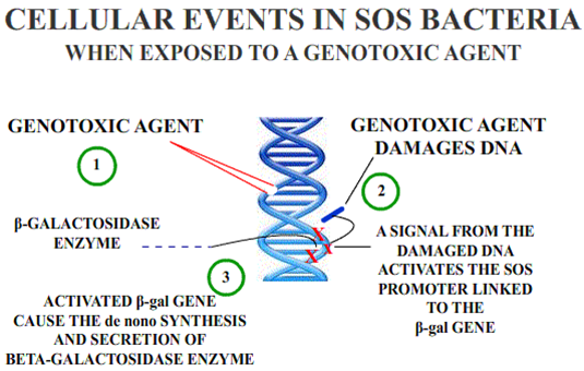SOS Gene dna damage