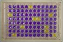 Ames Test Reverse Mutation Kit