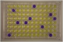 Ames Test Reverse Mutation Assay